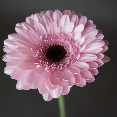 Gerbera